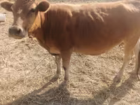 母牛, Cattle — 照片 2