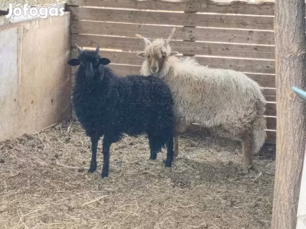 Carneiro, Racka sheep