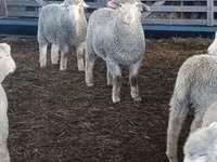 Oveja, Kuibyshev sheep — foto 2