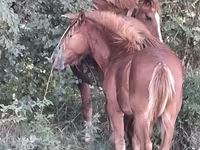 Mare, Horses — photo 2
