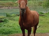 Caballo, Caballos — foto 4