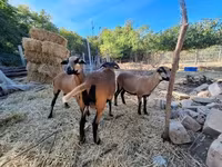 Ovce, Cameroon sheep — foto 2