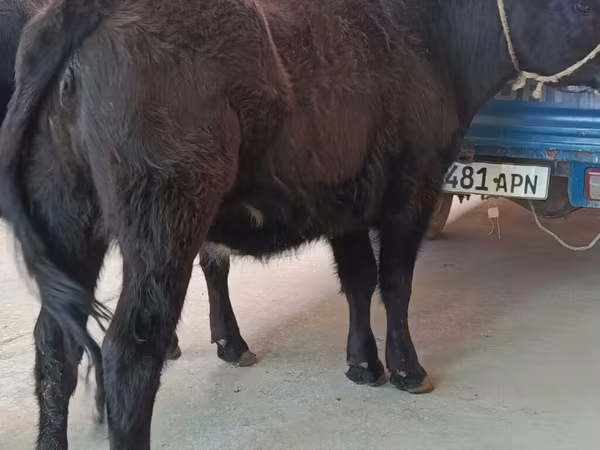 Kuh, Aberdeen-Angus