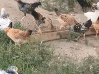 Chickens — 照片 8
