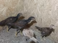 Chickens — foto 1