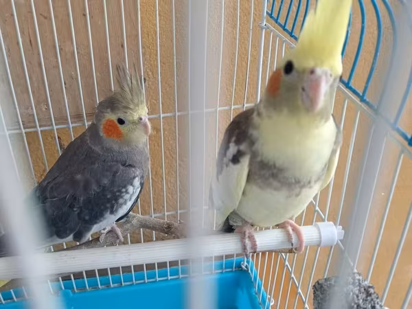 Salam hazır cudesibler bacı qardaşlar 4.5 aylgdlar 2 birlikde 50 man
