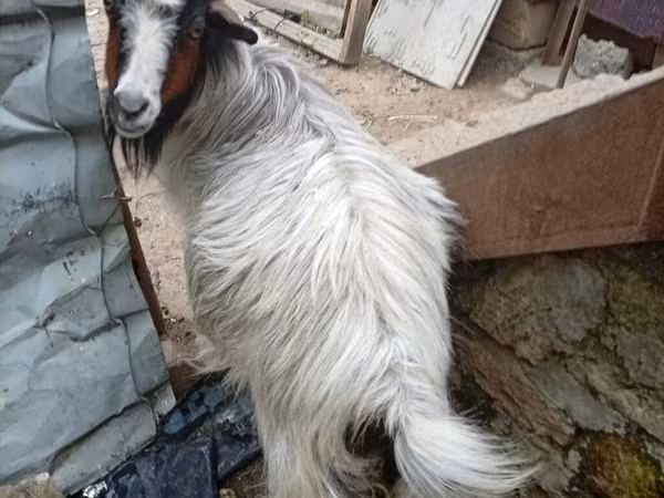 Dişi keçi, Keçilər