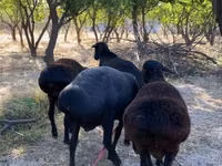 Sheep (batch, sex not specified), Sheep — photo 3