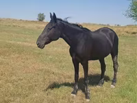At, Standardbred — foto 7