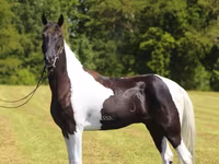 Caballo, Tennessee Walking Horse — foto 6