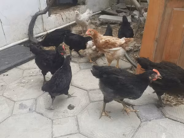 Chickens — Azerbaijan