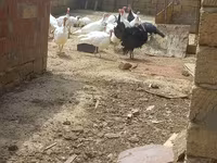 Turkeys — photo 3