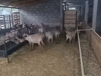 Schaf, Arashan sheep — Foto 5