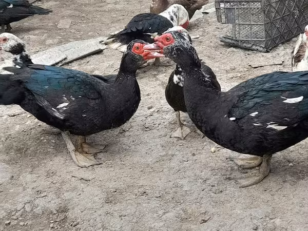Ducks