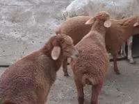 Sheep, Sheep — photo 3