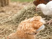 Chickens — الصورة 2