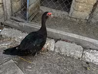 Ducks — foto 5