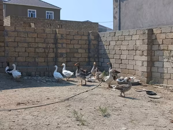 Geese — Azerbaijan