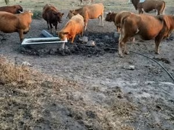 بقرة, Simmental cattle