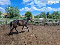 Kůň, Hungarian horse breed — foto 2