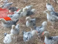 Chickens — photo 3