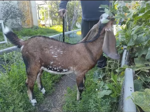 Коза, Beetal goats