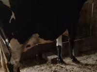 Cow, Russian Black pied cattle — photo 2