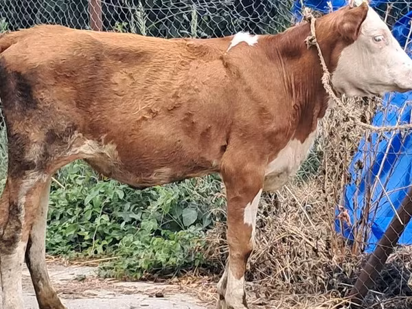 İnək, Simmental cattle