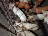 母猪, Pigs — 照片 5