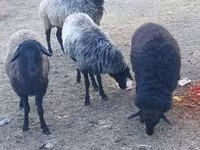 母羊, Karakul sheep — 照片 3