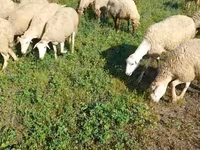 نعجة, Karabakh sheep — الصورة 3