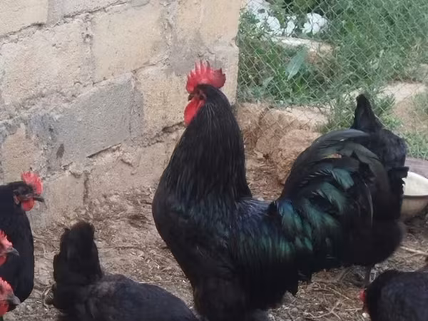 Australorp