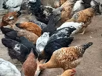 Chickens — Foto 1