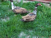 Ducks — 照片 1