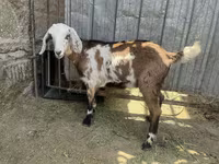 Cabra, Nubian Goat — foto 2