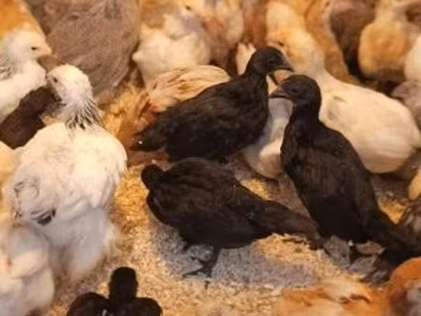 Аям Цемані