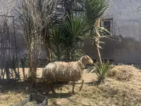 Sheep (batch, sex not specified), Sheep — photo 7