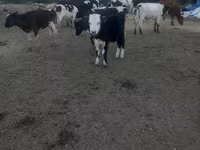 İnək, Russian Black pied cattle — foto 1