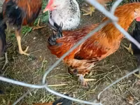 Chickens — 3-rasm