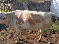 İnək, Simmental cattle — foto 4