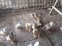 Ducks — foto 7