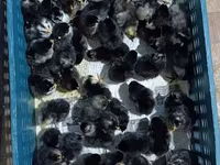 Chickens — फ़ोटो 7