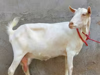 Cabra, Saanen goat — foto 2