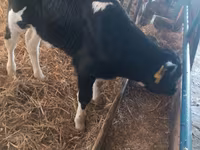 Buğa, Simmental cattle — foto 7