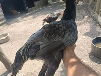 Chickens — photo 2