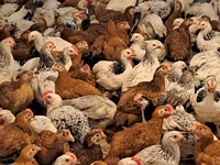 Chickens — photo 1