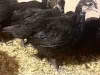 Australian Pit Game fowl — photo 8