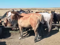 At, Mugalzhar horse — foto 4