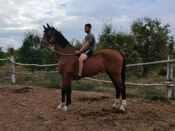 Kůň, Dutch warmblood horse