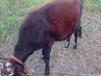 Sheep (batch, sex not specified), Sheep — photo 2